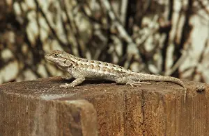 Swift: Western Fence Lizard