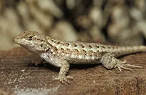 Swift: Western Fence Lizard