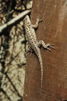 Swift: Western Fence Lizard