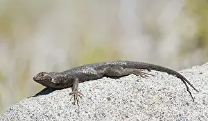 Sceloporus: Western fence lizard