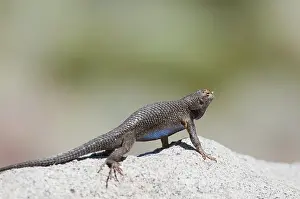 Dewlap: Western fence lizard