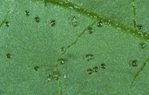 Thripidae: Western flower thrips blisters