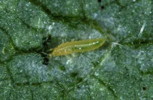 Nymph: Western flower thrips nymph