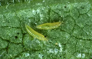 Thripidae: Western flower thrips nymphs