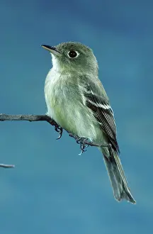 Tyrant: Western Flycatcher