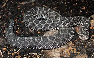 Vulpina: Western Fox Snake