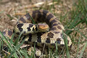 Vulpina: Western Fox Snake