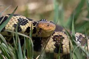 Vulpina: Western Fox Snake