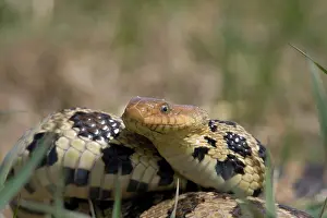 Vulpina: Western Fox Snake
