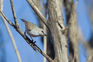 Fusca: Western Gerygone