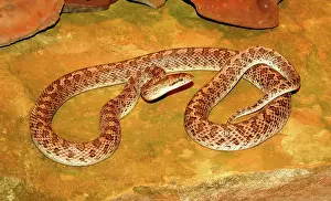 Diego: Western Glossy Snake