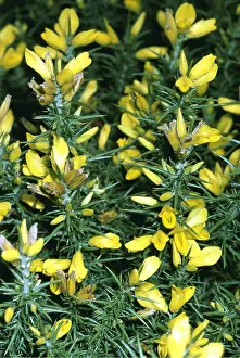 Gorse: WESTERN GORSE