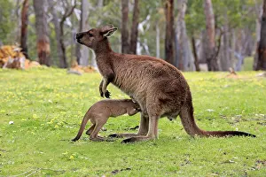 Macropus: Western gray kangaroo (Macropus fuliginosus fuliginosus)