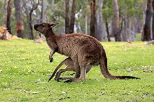 Macropus: Western gray kangaroo (Macropus fuliginosus fuliginosus)