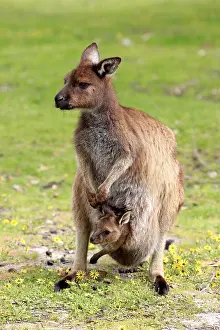 Macropus: Western gray kangaroo (Macropus fuliginosus fuliginosus)