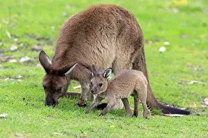 Macropus: Western gray kangaroo (Macropus fuliginosus fuliginosus)