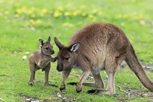 Macropus: Western gray kangaroo (Macropus fuliginosus fuliginosus)