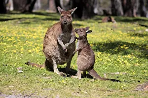 Macropus: Western gray kangaroo (Macropus fuliginosus fuliginosus)