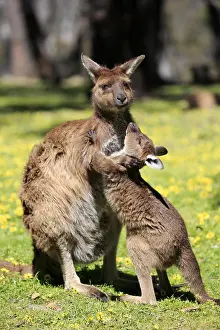 Macropus: Western gray kangaroo (Macropus fuliginosus fuliginosus)