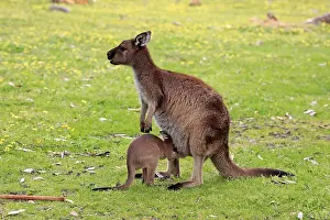 Macropus: Western gray kangaroo (Macropus fuliginosus fuliginosus)