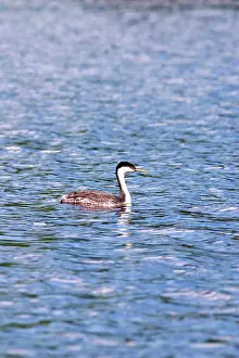 Aechmophorus: Western Grebe