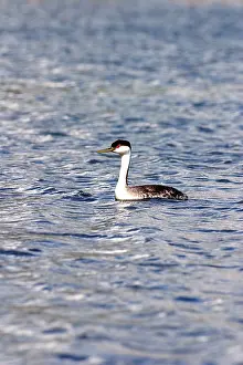 Podicipedidae: Western Grebe
