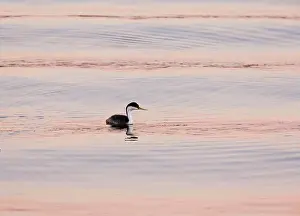 Aechmophorus: Western Grebe - evening light