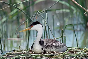 Aechmophorus: Western GREBE - on nest