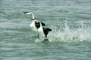 Podicipedidae: Western Grebe pair ^dancing^ on water