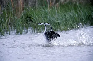 Dance: Western Grebes