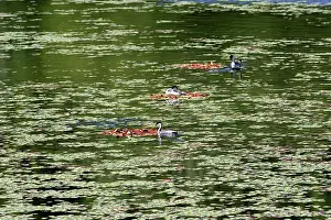 Aechmophorus: Western Grebes