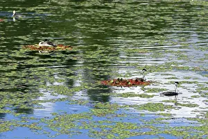 Aechmophorus: Western Grebes