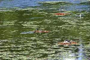 Aechmophorus: Western Grebes