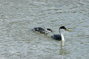 Dabchick: Western Grebes