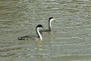 Dabchick: Western Grebes