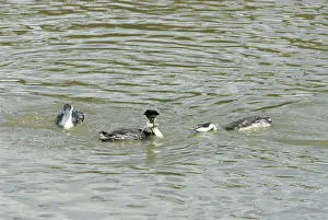 Dabchick: Western Grebes