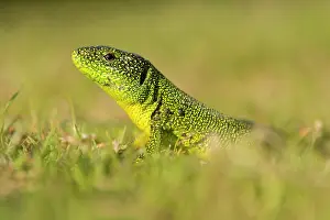 Lacerta: Western Green Lizard