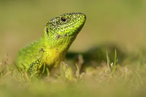 Lacerta: Western Green Lizard