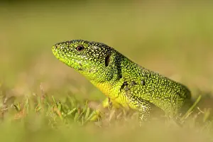 Lacerta: Western Green Lizard