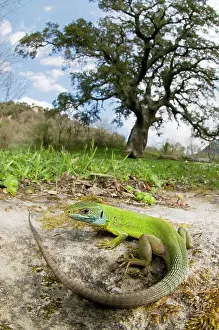 Lacerta: Western Green Lizard - female in habitat