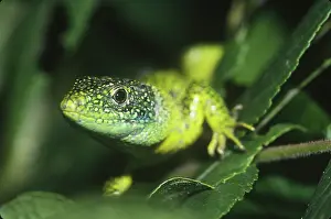 Lacerta: Western Green Lizard (Lacerta bilineata)
