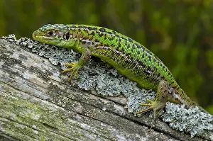 Lacerta: Western Green Lizard (Lacerta bilineata) female