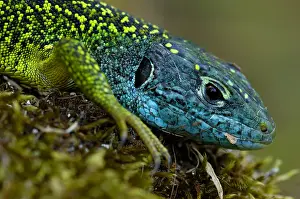 Lacerta: Western Green Lizard (Lacerta bilineata) male p