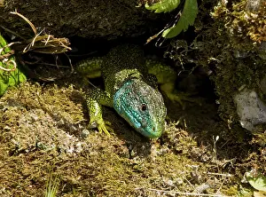 Bilineata: Western Green Lizard - male basking in the sun