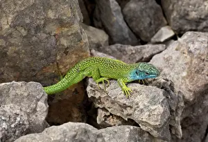 Lacerta: Western Green Lizard male on limestone Cevennes, France