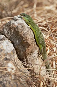 Lacerta: Western Green Lizard on rock