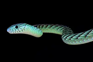 Mamba: Western green mamba (Dendroaspis viridis), Benin