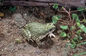 Anaxyrus: Western Green Toad