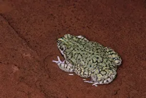 Anaxyrus: Western Green Toad