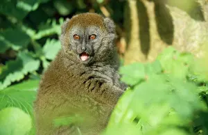 Hapalemur: Western Grey Bamboo Lemur
